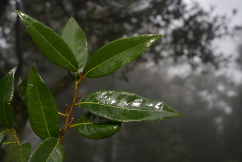 Quercus delgadoana
