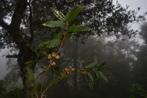 Quercus delgadoana