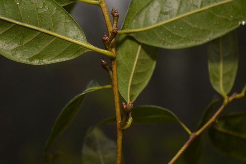 Quercus delgadoana