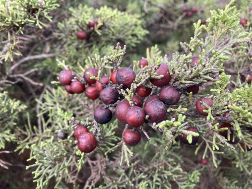 Mediterranean juniper