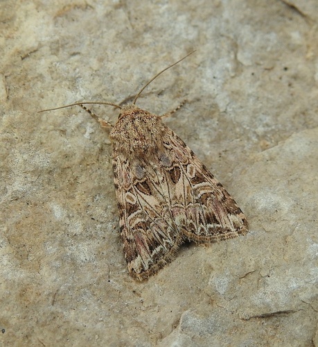 Anarta dianthi
