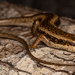 Tree Skink - Photo (c) Robin James, all rights reserved, uploaded by Robin James