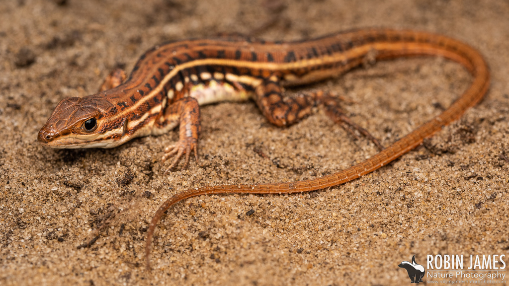 Speke’s sand lizard from Malindi, Kenya on October 18, 2022 at 10:39 AM ...