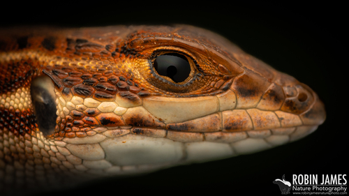 Speke’s sand lizard
