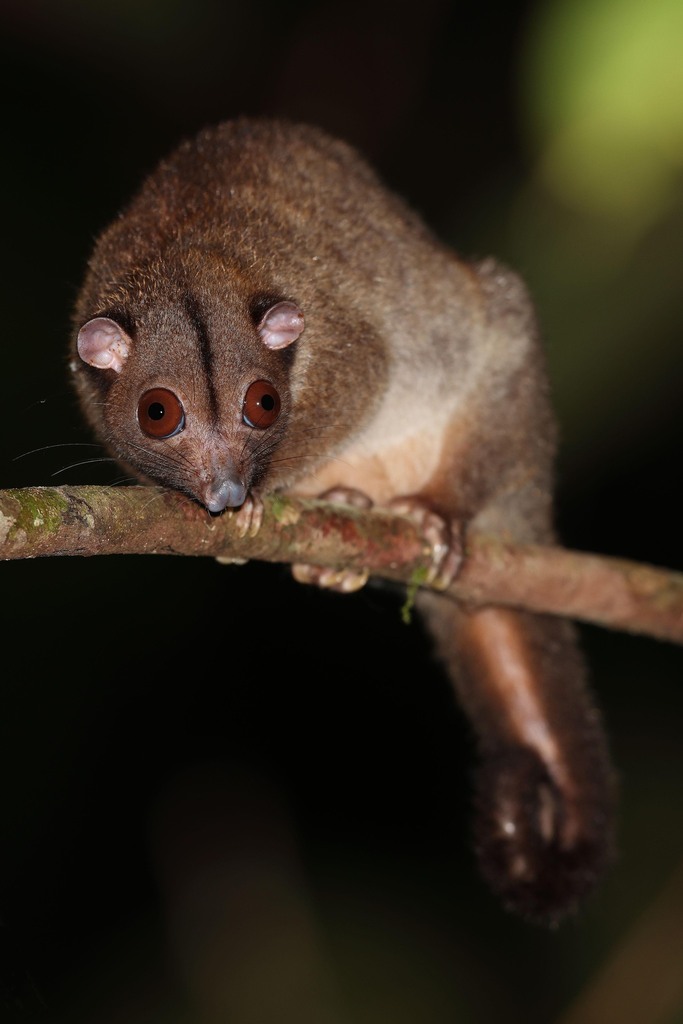 Lowland Ringtail Possum from Sorong, Provincia de Papúa Occidental ...