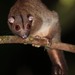 Lowland Ring-tailed Possum - Photo (c) Carlos N. G. Bocos, all rights reserved, uploaded by Carlos N. G. Bocos