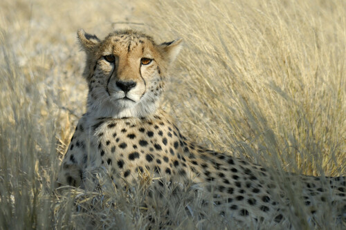 Cheetah