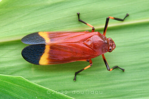 Callitettix coomani · iNaturalist