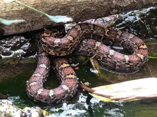 Bella Rat Snake