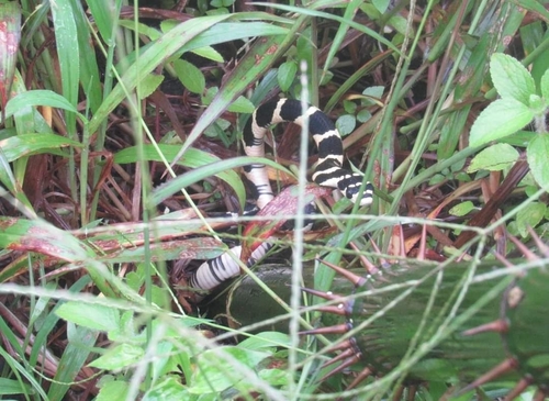 Northern King Cobra