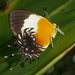 Metalmark Butterflies - Photo (c) John Vallender, all rights reserved, uploaded by John Vallender