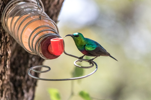 Marico Sunbird