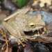 Shrub Frogs - Photo (c) Mia, all rights reserved