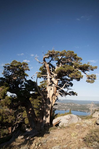 Sierra juniper