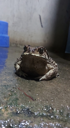 Asian Common Toad