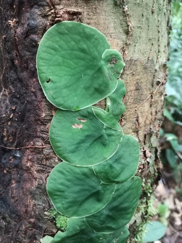 Monstera spruceana image
