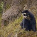 Spectacled Bear - Photo (c) Jose Granizo, all rights reserved, uploaded by Jose Granizo