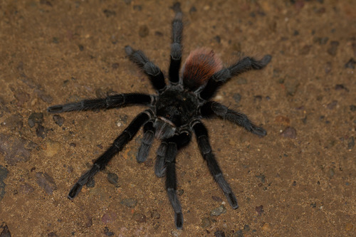 Desert Blonde Tarantula