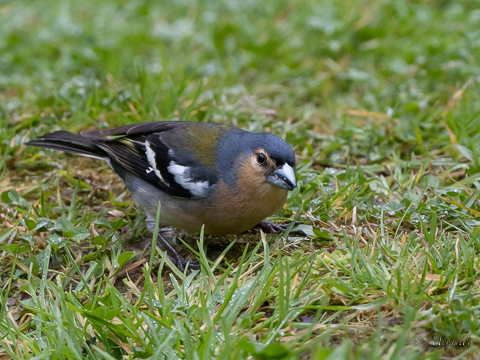 Azores Chaffinch