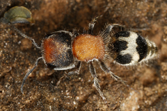 Image of Pseudomethoca hesperus