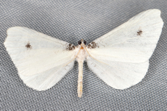 Image of Macrosoma albida