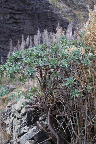 Coastal Pride of Madeira