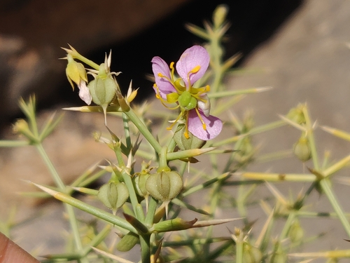 Fagonia indica