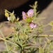 Zygophyllum indicum - Photo (c) Carsten Meyer, todos los derechos reservados, subido por Carsten Meyer