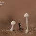 Mycena capillaris - Photo (c) Fero Bednar, todos los derechos reservados, subido por Fero Bednar