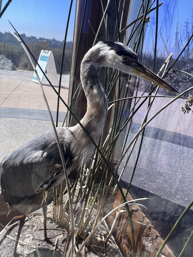 Great Blue Heron from Upper Newport Bay Nature Preserve, Newport Beach