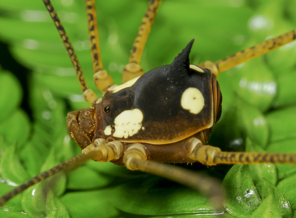 Superfamily Gonyleptoidea · iNaturalist