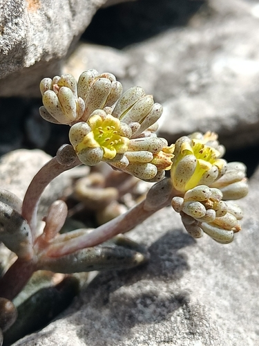 Lenophyllum