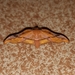 Belonoptera purpureofasciata - Photo (c) andersonwarkentin, all rights reserved, uploaded by andersonwarkentin