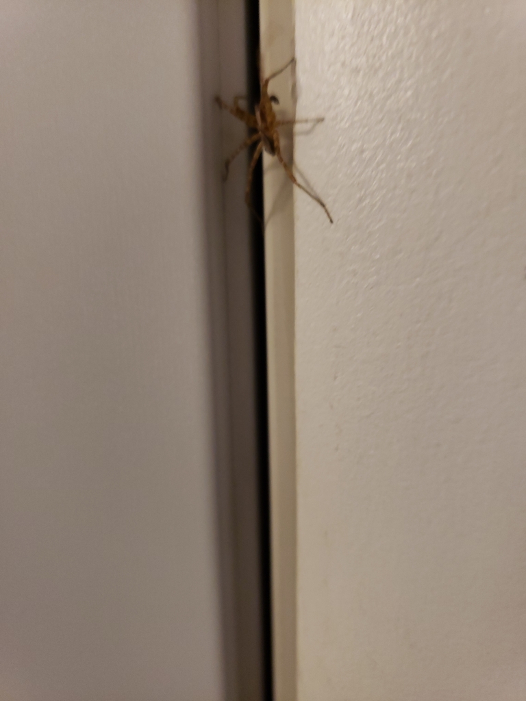 Entelegyne Spiders from Aurora on October 25, 2022 at 0630 PM by baturner. I don't think this