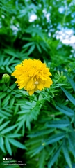 Tagetes erecta image