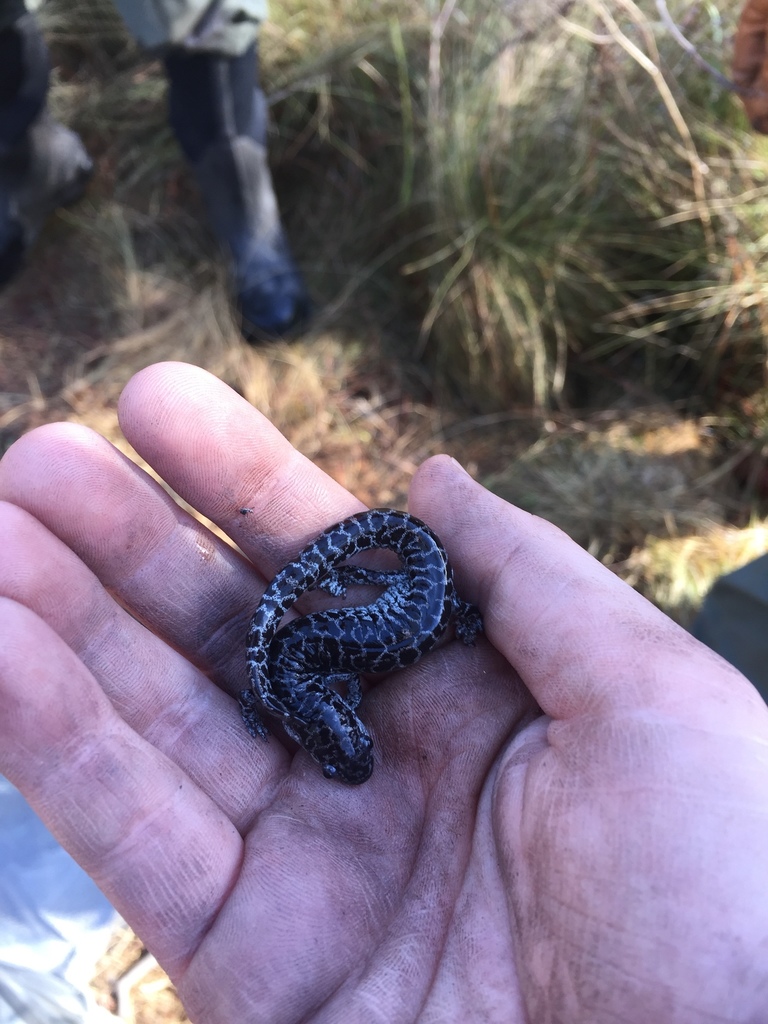 Frosted Flatwoods Salamander In June 2018 By Shelby Burgess · Inaturalist