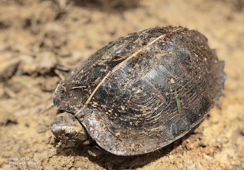 Giant Asian Pond Turtle
