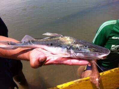 Platysilurus malarmo