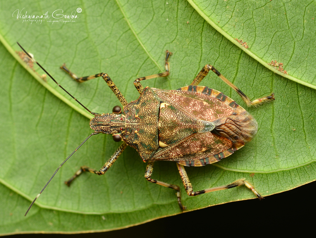Dalpada nodifera from Ganeshgudi, Karnataka 581365, India on January 20 ...