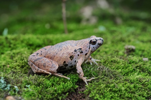 Beilun Pygmy Frog