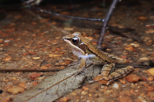 Sylvirana spinulosa (Smith, 1923)