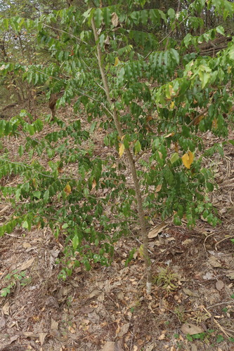 Myroxylon balsamum - Whole tree