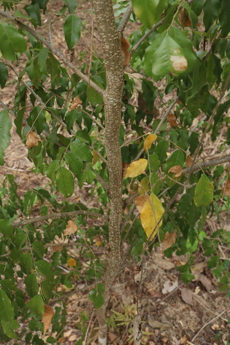 Myroxylon balsamum - Whole tree