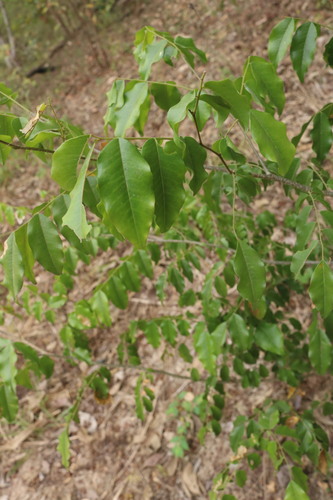 Myroxylon balsamum - Leaves