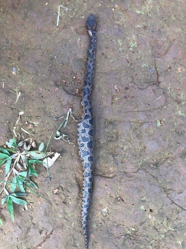 Chinese Mountain Pit Viper