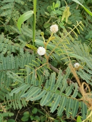 Mimosa pigra image