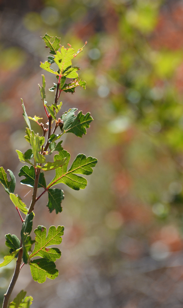 foglia di rhus aromatica