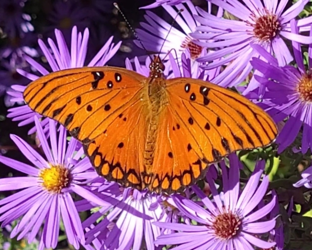 Gulf Fritillary from Starkville, MS 39759, USA on October 26, 2022 at