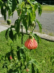 Callianthe picta image