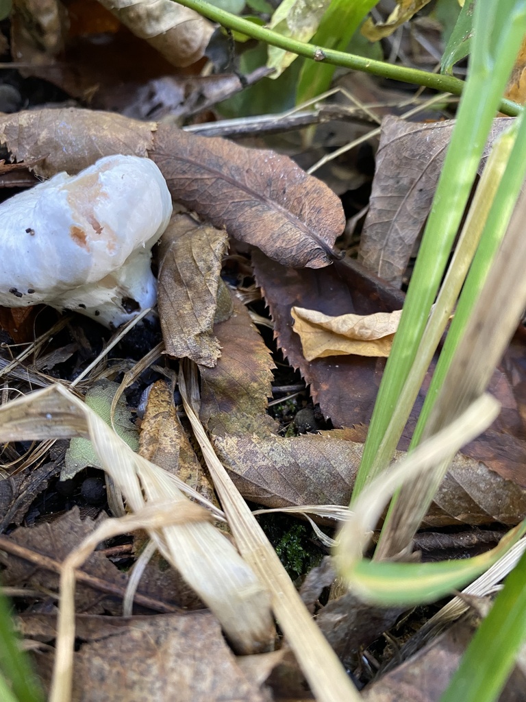 Aborted entoloma from Sherwood Dr, Valparaiso, IN, US on October 15